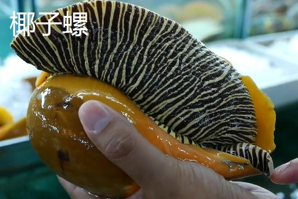 食用螺品种，田螺在各地湖泊中随处可见