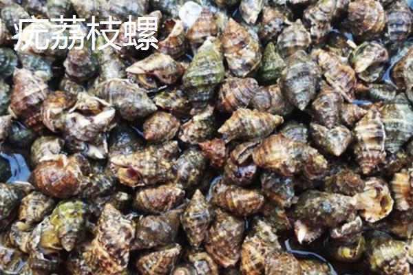 食用螺品种，田螺在各地湖泊中随处可见