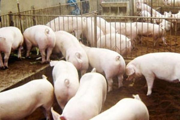 非洲猪瘟如何预防，一定要做好猪场消毒工作