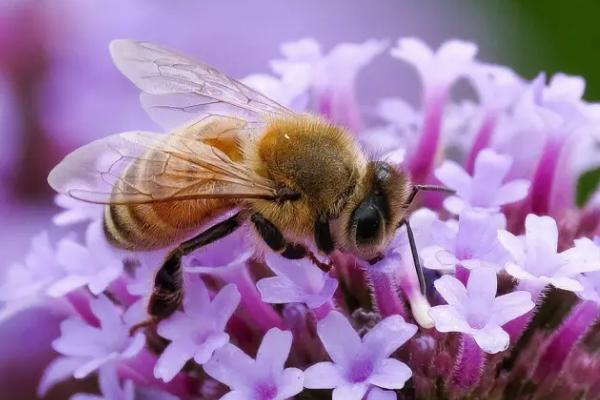 秋天有哪些益虫，包括蝈蝈、蜜蜂、螳螂等常见种类