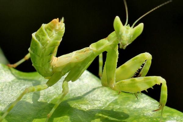 秋天有哪些益虫，包括蝈蝈、蜜蜂、螳螂等常见种类