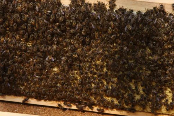 新收蜂群没有蜂王怎么办，介入蜂王最有效