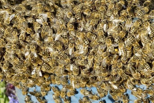 新收蜂群没有蜂王怎么办，介入蜂王最有效