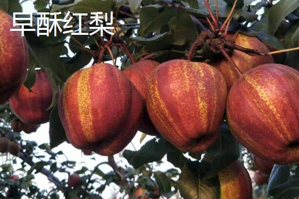 梨树产量低于苹果吗，跟品种和树龄有关