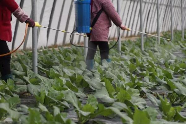 能不能把尿素当叶子菜的叶面肥用，可以当叶面肥但很少有人这样用