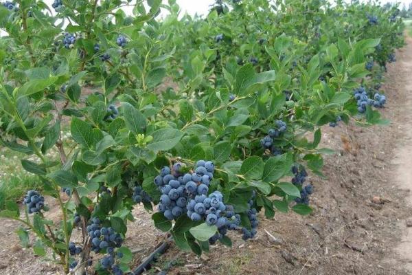 蓝莓的产地，我国的产地主要在东三省