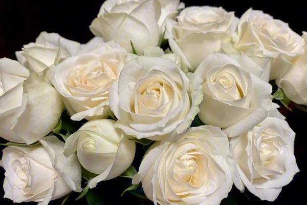 白玫瑰代表什么意思，象征着纯洁、浪漫和尊敬