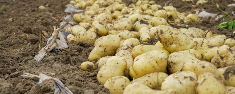 怎么采收土豆，分为机械收获和人工收获