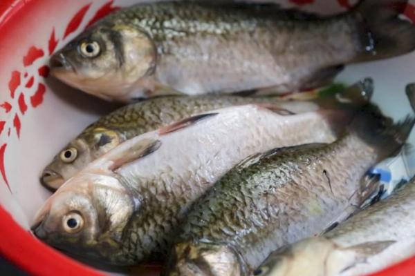 鲫鱼放盆里能活几天，根据换水频率和喂食方式决定