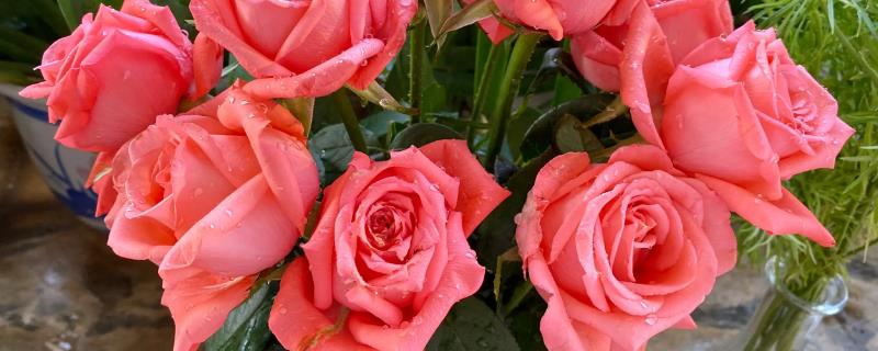 什么是粉玫瑰，属于蔷薇目、蔷薇科直立灌木