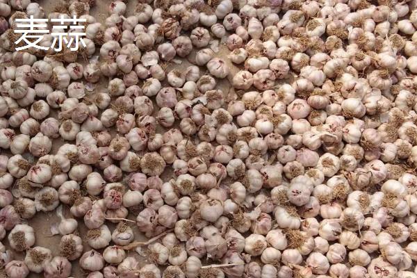 大蒜的产地，主产于山东、江苏、河南、四川、陕西等省份