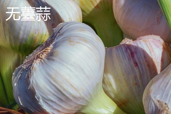 大蒜的产地，主产于山东、江苏、河南、四川、陕西等省份