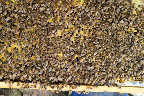 怎么防治蜜蜂螺原体病，早春要注意做好通风降湿工作