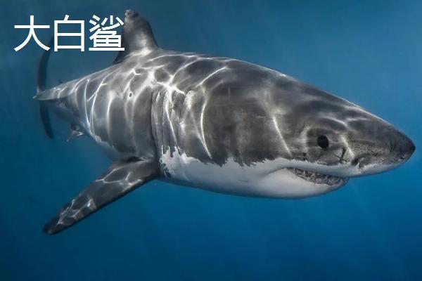 牛鲨和大白鲨哪个更凶猛，大白鲨更凶猛但牛鲨更容易袭人