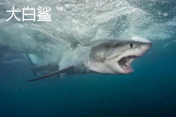 牛鲨和大白鲨哪个更凶猛，大白鲨更凶猛但牛鲨更容易袭人