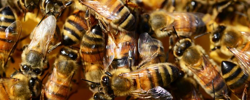 蜜蜂的信息素有哪些，蜂王、工蜂和雄峰信息素的作用都不同