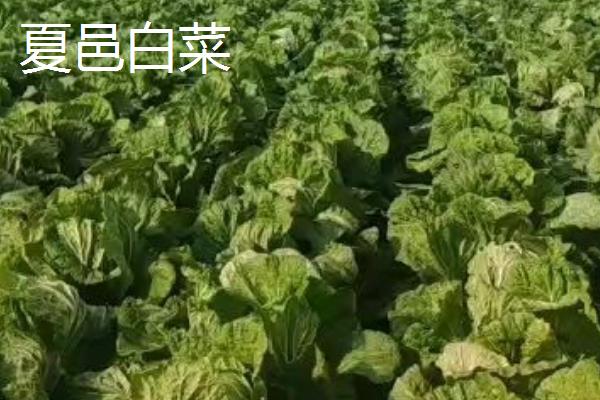 河南省夏邑县的特产，夏邑白菜是全国农产品地理标志