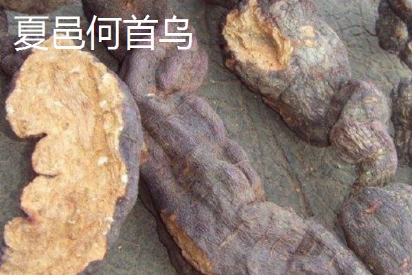 河南省夏邑县的特产，夏邑白菜是全国农产品地理标志