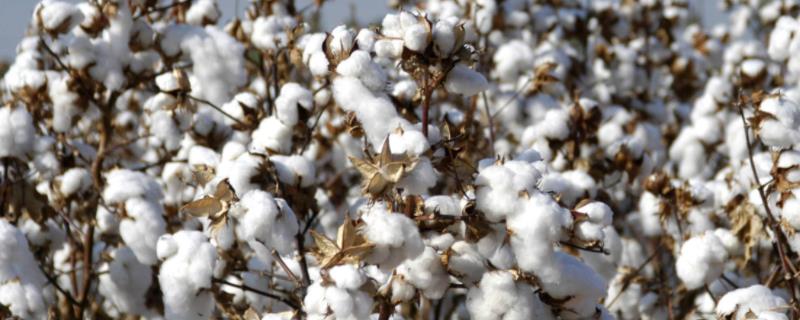 雹灾后怎么抢救棉花，可追施氮肥改善营养生长