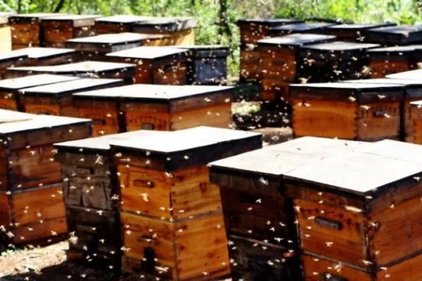 养蜂如何防治胡蜂，安装挡板可有效避免胡蜂入侵
