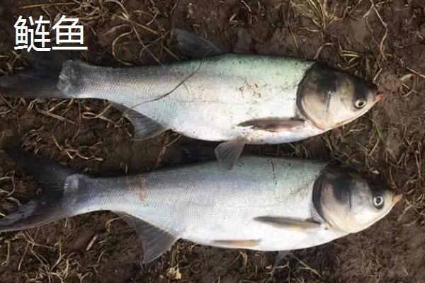 鲢鱼和鲶鱼的区别，鲢鱼是滤食性鱼类、鲶鱼是捕食性鱼类