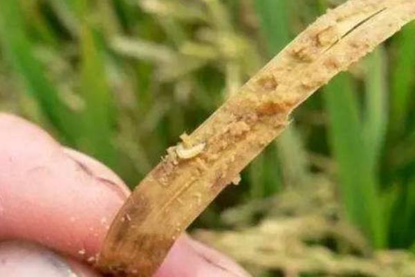 水稻负泥虫的出现规律，成虫可越冬每年均发生一代
