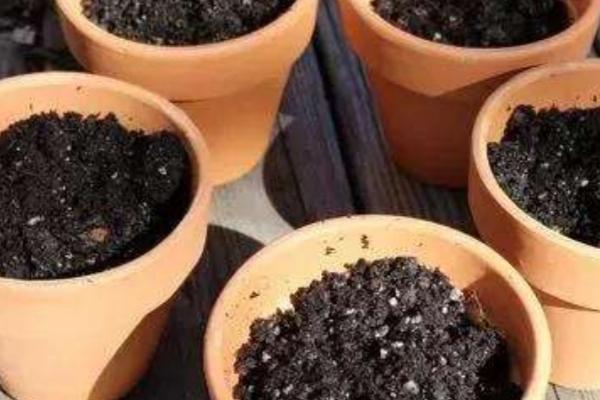 芦荟的种植方法，选择含腐殖质的弱酸性沙质土壤