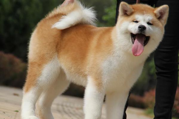 秋田犬的性格，具有稳重机警、胆大独立、高傲等特点