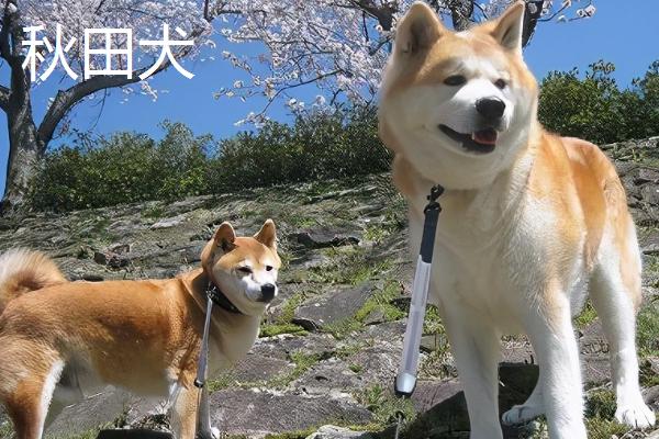 秋田犬的性格，具有稳重机警、胆大独立、高傲等特点