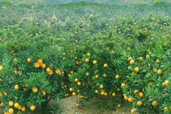 柑橘为什么会开裂，久旱突遇大雨容易引发裂果