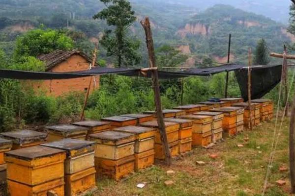 中蜂能不能和意蜂一起养，可以混养但要具备充足的蜜源