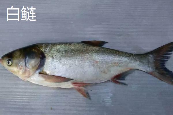 花鲢的产地，我国东部各江河、湖泊、水库均有产出