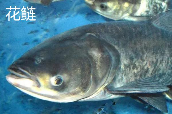 花鲢的产地，我国东部各江河、湖泊、水库均有产出