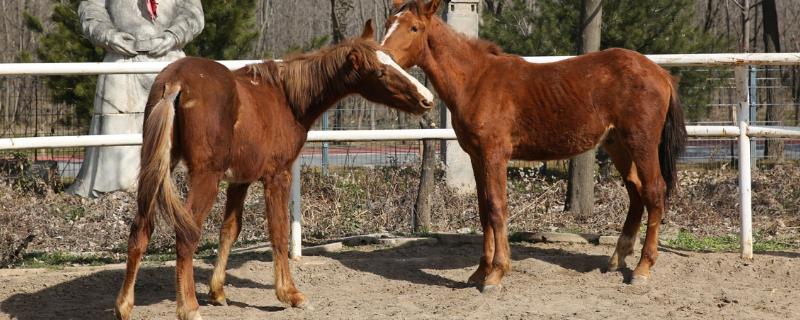 关中马的养殖要点，需选择颈部细长、肌肉丰满的种马作为养殖对象