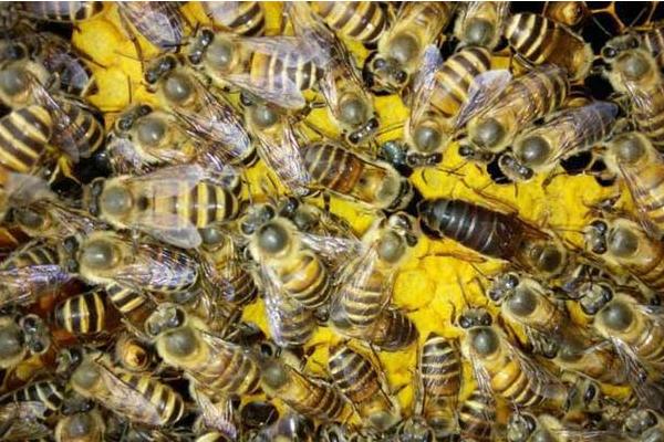 蜜蜂秋繁是什么意思，指蜜蜂秋季快速繁殖