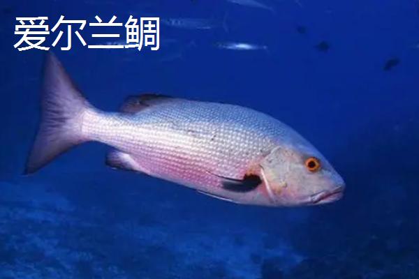鲷鱼的品种，包括青铜鲷、多瑙河鲷、爱尔兰鲷等种类
