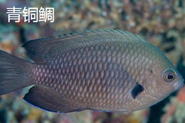 鲷鱼的品种，包括青铜鲷、多瑙河鲷、爱尔兰鲷等种类