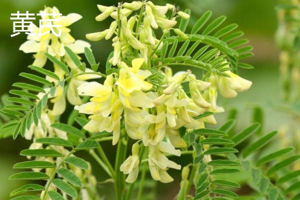 黄芩和黄芪有什么区别，黄芩属于唇形科、黄芪属于豆科