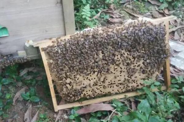 人工分蜂的技巧，需尽量用新工蜂和封盖子脾组建新蜂群