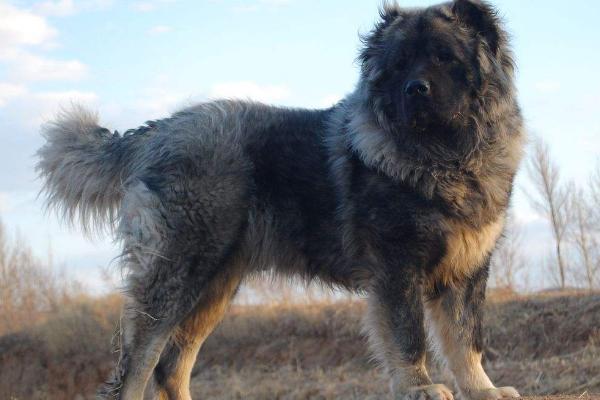 高加索犬性格怎样，好动又机警