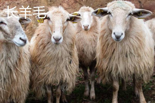 羊毛的种类，不同种类用途不同