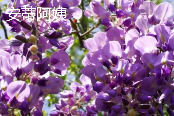 紫藤花的品种，常见种类为紫水晶瀑布