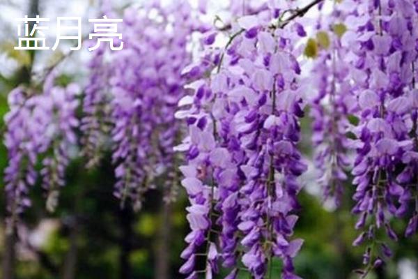 紫藤花的品种，常见种类为紫水晶瀑布