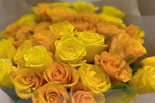 道歉时要送什么花卉，黄玫瑰可作为首选