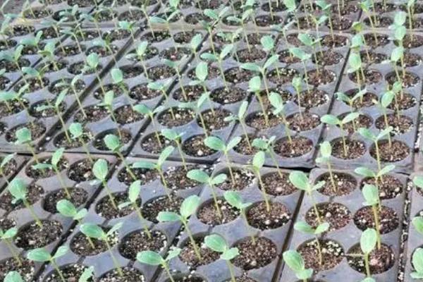 西瓜怎么种植以及管理，开花坐果前要控制浇水量