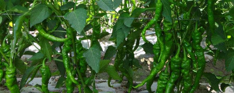 怎么种植辣椒，土温超过15℃时即可定植