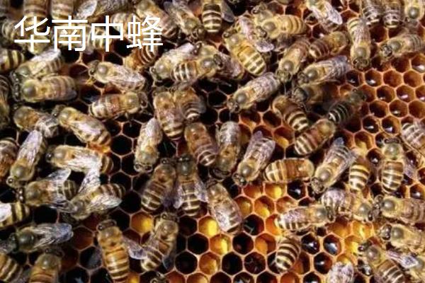 适合在广东养殖的中蜂，包括华南中蜂、双色中蜂等品种