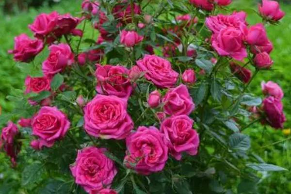 花卉植物有哪些好朋友和死对头，百合与玫瑰种在一起可以延长花期