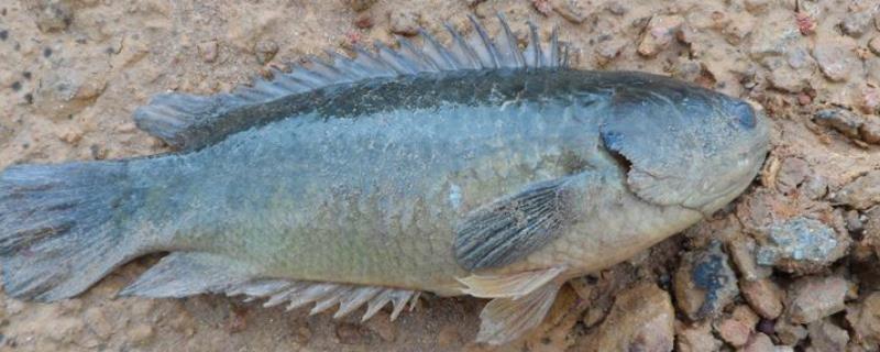 攀鲈鱼是什么鱼，是热带及亚热带经济鱼种