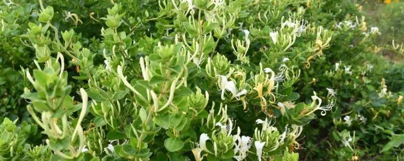 金银花什么时候开花，通常从5月下旬开始开花